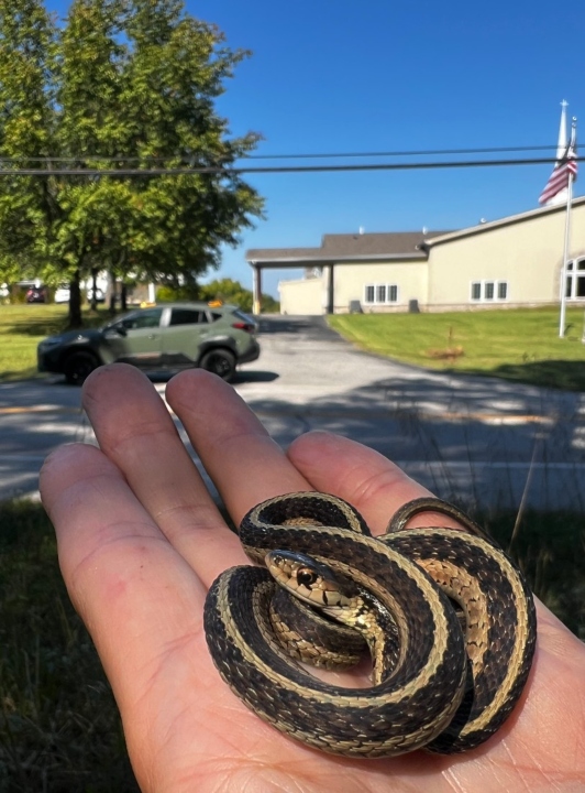 Eastern Garter Snake